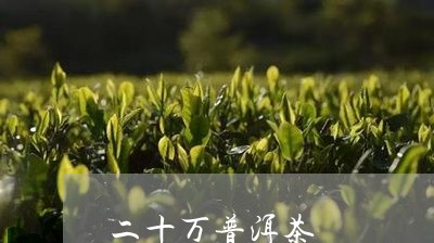 二十万普洱茶/2023081808371