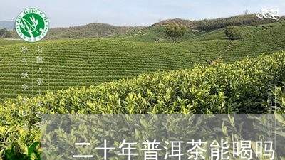 二十年普洱茶能喝吗/2023070971617