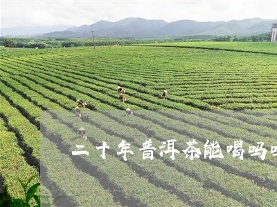 二十年普洱茶能喝吗吗/2023092679491