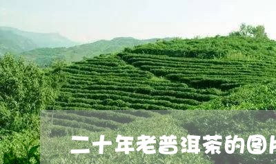 二十年老普洱茶的图片/2023072106271