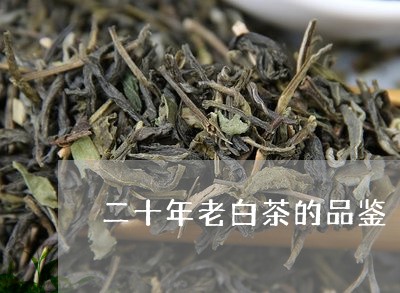 二十年老白茶的品鉴/2023121605927