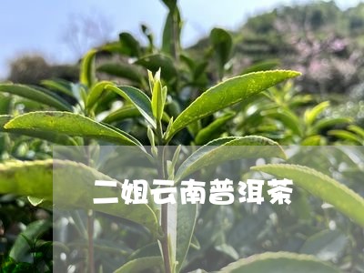 二姐云南普洱茶/2023102676269