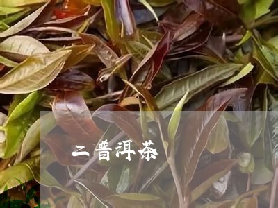 二普洱茶/2023110840371