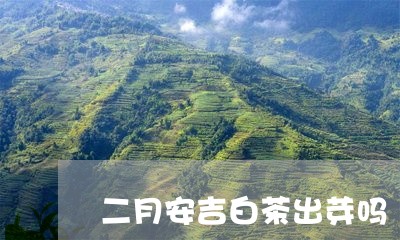 二月安吉白茶出芽吗/2023081284717