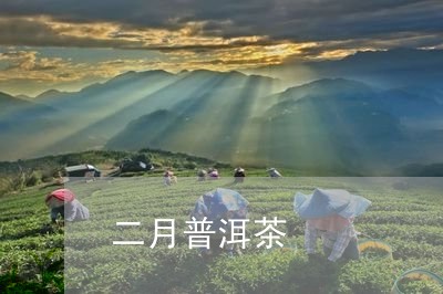 二月普洱茶/2023102527260