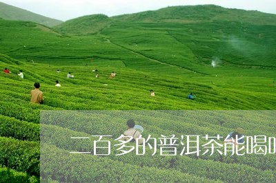 二百多的普洱茶能喝吗/2023062072725