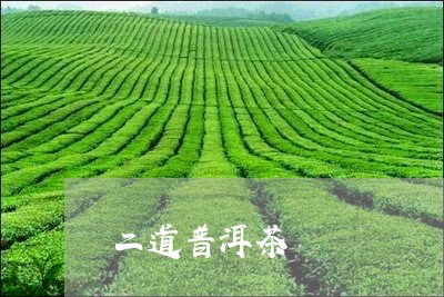 二道普洱茶/2023102572637