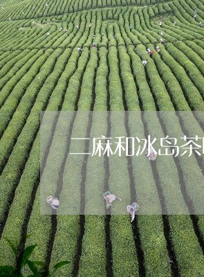 二麻和冰岛茶哪个好/2023042677269