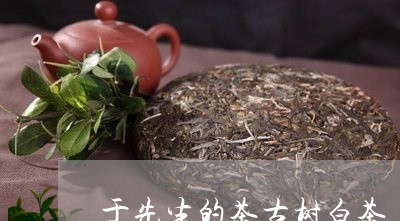 于先生的茶古树白茶/2023081291806