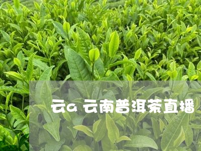 云a云南普洱茶直播/2023120416950