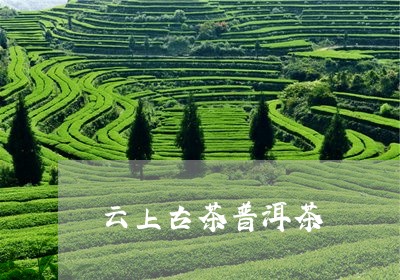 云上古茶普洱茶/2023102652405