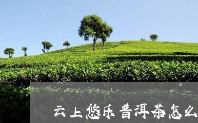 云上悠乐普洱茶怎么样/2023092749593