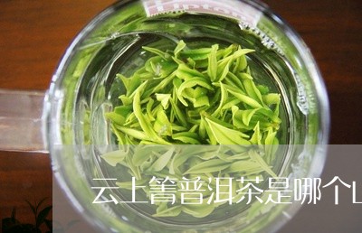 云上箐普洱茶是哪个山/2023061437061