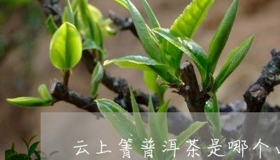 云上箐普洱茶是哪个山/2023092504949