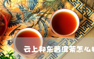 云上邦东普洱茶怎么样/2023092908471