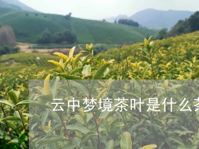 云中梦境茶叶是什么茶/2023061083715