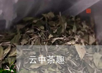 云中茶趣/2023090122869