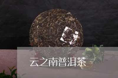 云之南普洱茶/2023042925874