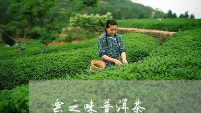 云之味普洱茶/2023042810766