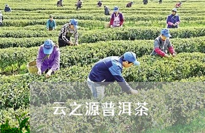 云之源普洱茶/2023042814026