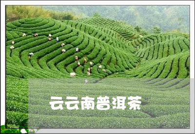 云云南普洱茶/2023042867940