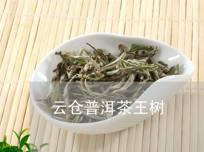 云仓普洱茶王树/2023112648381