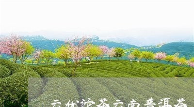 云优沱茶云南普洱茶/2023120415070