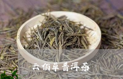 云佰草普洱茶/2023042853064