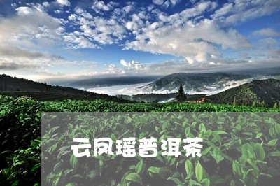 云凤瑶普洱茶/2023042893105