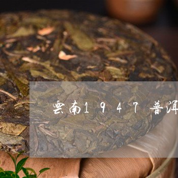 云南1947普洱茶饼/2023120789393