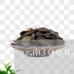 云南300年古树白茶产地/2023111694048