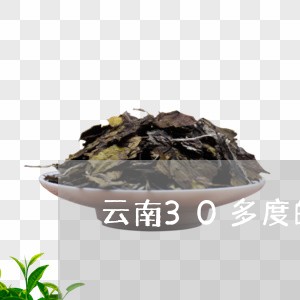 云南30多度的普洱茶/2023063067262