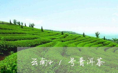 云南41号普洱茶/2023120425128