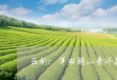 云南5年布朗山普洱茶/2023120667159