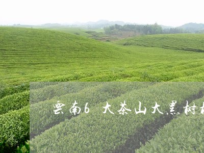 云南6大茶山大黑树林古树茶价格/2023060172605