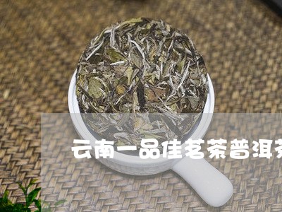 云南一品佳茗茶普洱茶/2023092640502