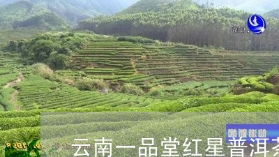 云南一品堂红星普洱茶/2023061591693