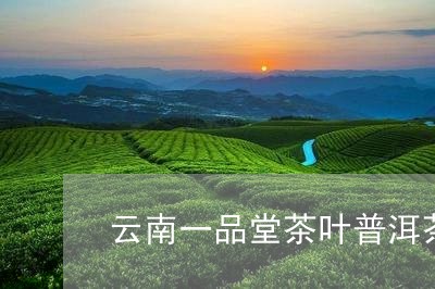 云南一品堂茶叶普洱茶/2023072217371