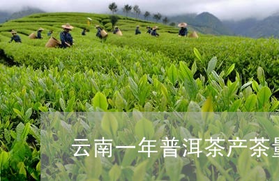 云南一年普洱茶产茶量/2023092750571