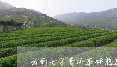 云南七子普洱茶饼熟茶/2023062269605