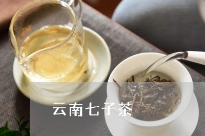 云南七子茶/2023041770840