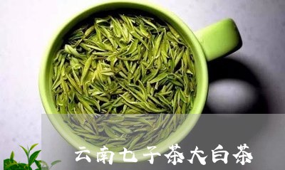 云南七子茶大白茶/2023061492838