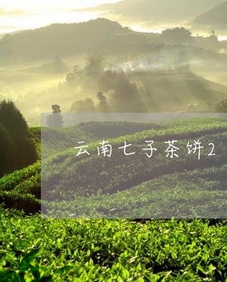 云南七子茶饼2008奥运年/2023052692626