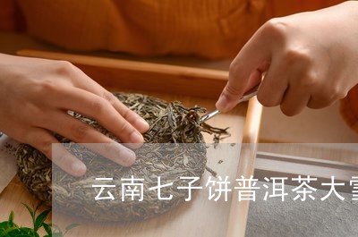 云南七子饼普洱茶大雪山/2023081715260