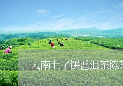 云南七子饼普洱茶陈茶/2023062230602