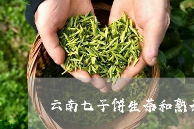 云南七子饼生茶和熟茶的区别/2023052788715