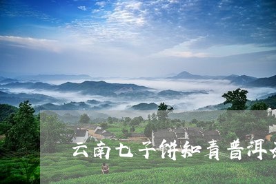 云南七子饼知青普洱茶/2023072465958