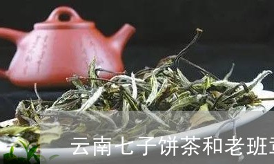 云南七子饼茶和老班章/2023061258472