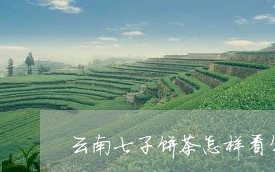 云南七子饼茶怎样看年份/2023122687260