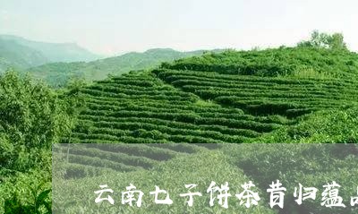 云南七子饼茶昔归蕴品/2023061013937